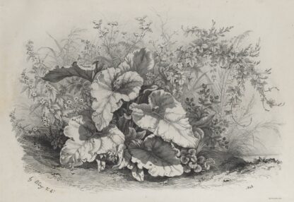 Plant Study from Group of Various Plants Drawn and Lithographed after Nature by Eugene Blery