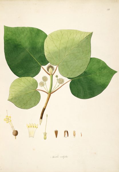 Plants of the coast of Coromandel Pl.053 by William Roxburgh