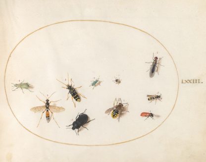 Plate 73; Ten Insects by Joris Hoefnagel