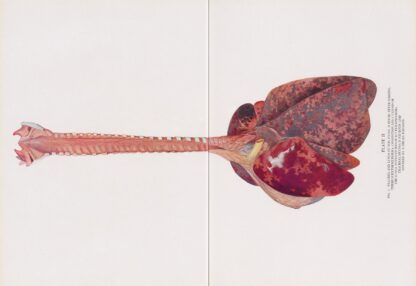 Plate II by Milton C. Winternitz