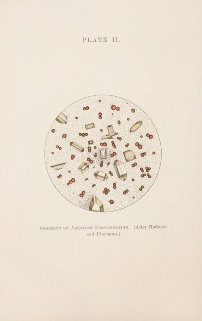 Plate II: Sediment of Alkaline Fermentation by Charles Wesley Purdy