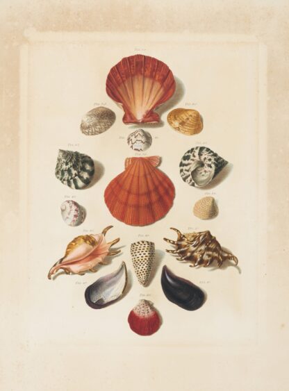 Plate IV, from ‘Choix de Coquillages et de Crustacés’ by Franz Michael Regenfuss