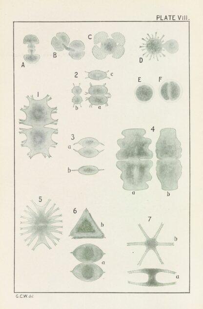 Plate VIII: Chlorophyceæ by George Chandler Whipple