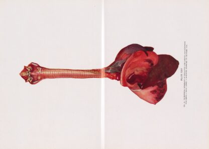 Plate XXV by Milton C. Winternitz