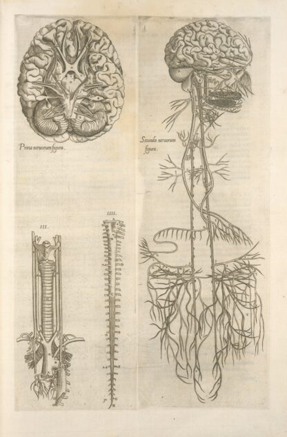 Prima neruorum figura — Secunda neruorum figura. [Brain and cranial nerves] by Thomas Geminus