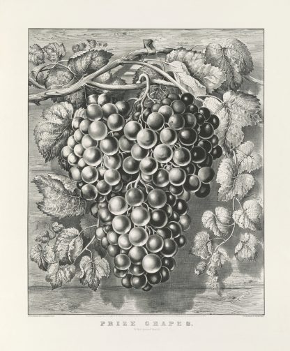 Prize grapes; a four pound bunch by Currier & Ives.