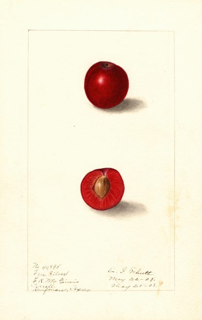 Prunus domestica: Free Silver by Ellen Isham Schutt