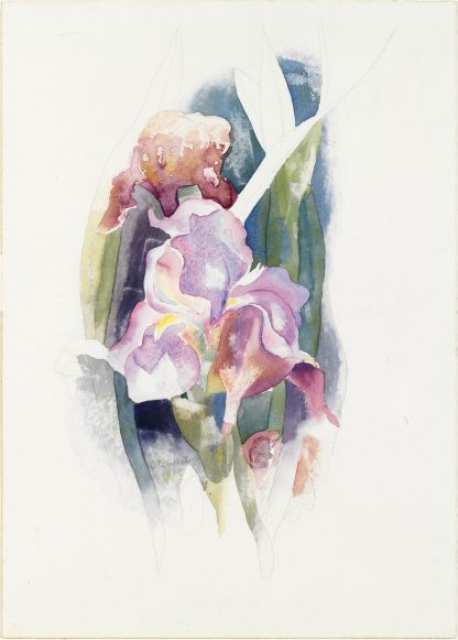 Purple Iris by Charles Demuth