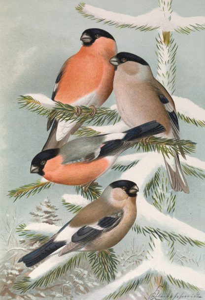 Pyrrhula pyrrhula, Pyrrhula pyrrhula europaea by Johann Friedrich Naumann