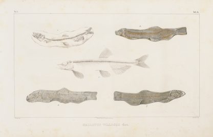 Recherches sur les poissons fossiles Pl.084 by Louis Agassiz