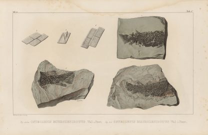 Recherches sur les poissons fossiles Pl.124 by Louis Agassiz