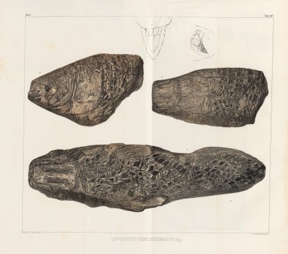 Recherches sur les poissons fossiles Pl.175 by Louis Agassiz