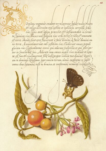 Ringlet, False Jerusalem Cherry, and Milkwort by Joris Hoefnagel