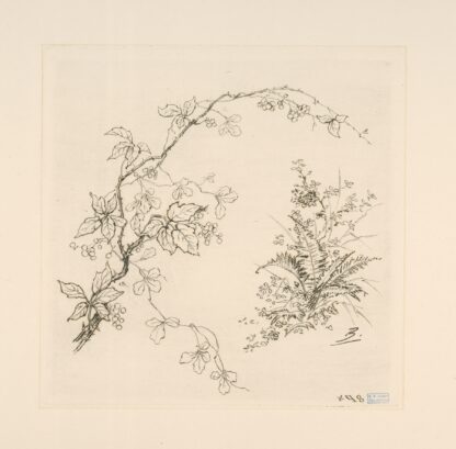 Ronce. by Félix Bracquemond
