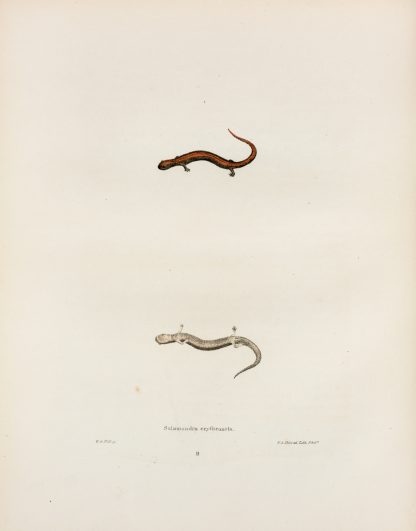 Salamandra erythronota by John Edwards Holbrook