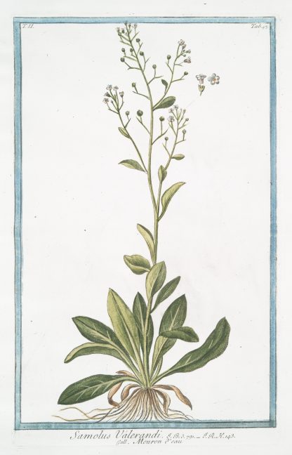 Samolus Valerandi – Mouron d’eau. by Giorgio Bonelli