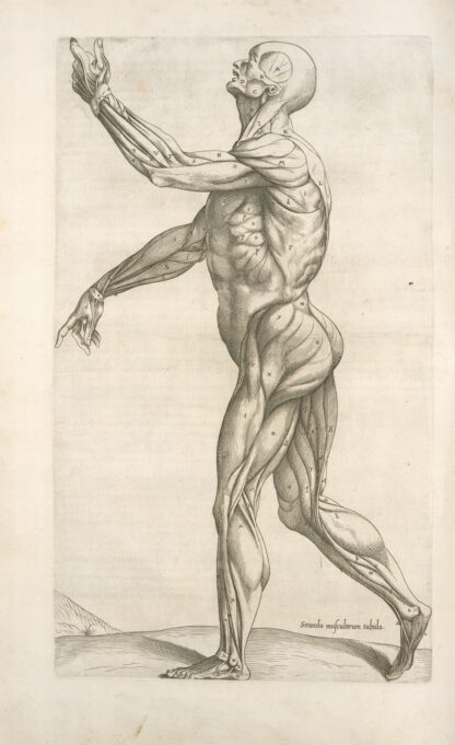Secunda musculorum tabula. [Shows muscles in a walking position] by Thomas Geminus