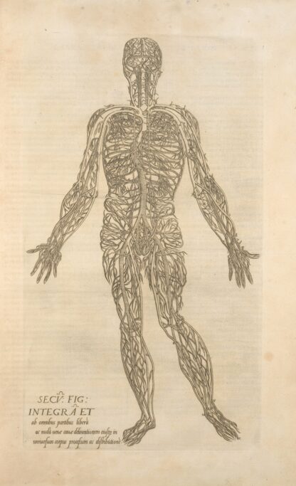 Secv. fig; Integra et ab omnibus partibus … [Male figure showing the arteries and veins] by Thomas Geminus