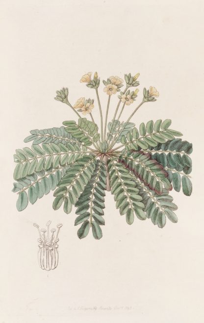 Sensitive Wood-sorrel by Sydenham Edwards