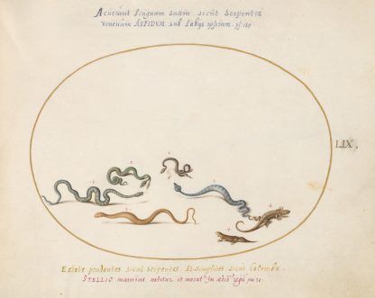 Snakes and a Lizard by Joris Hoefnagel