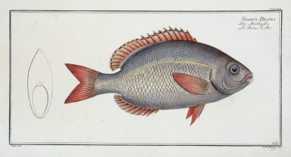 Sparus Brama by Marcus Elieser Bloch