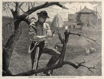 Spring Farm Work – Grafting by Winslow Homer