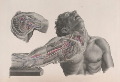 Surgical anatomy Pl.09 by Joseph Maclise