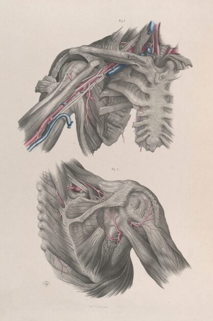 Surgical anatomy Pl.11 by Joseph Maclise