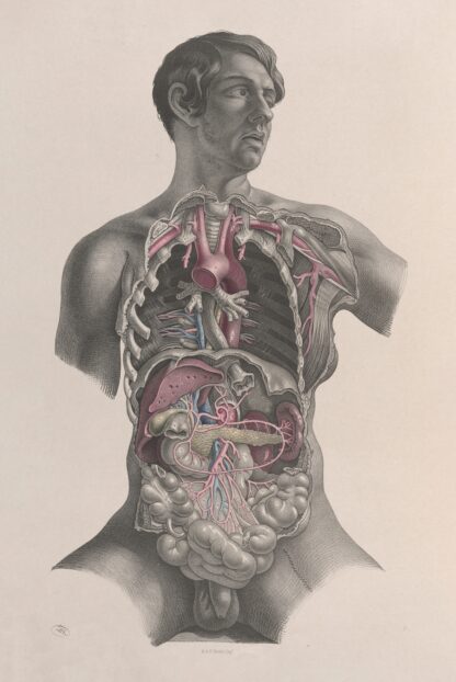 Surgical anatomy Pl.23 by Joseph Maclise