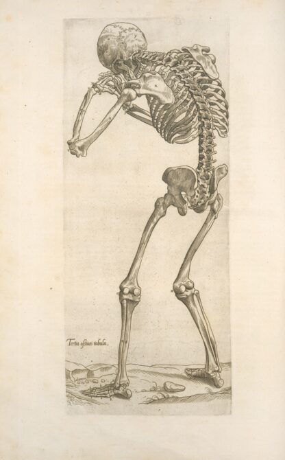 Tertia ossium tabula [Skeleton in aiming position] by Thomas Geminus