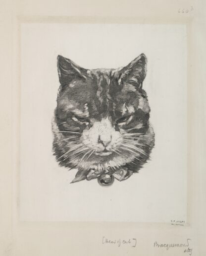 Tête de chat. by Félix Bracquemond