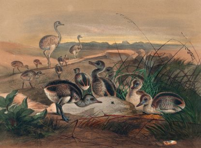 The American Rhea by Joseph Wolf