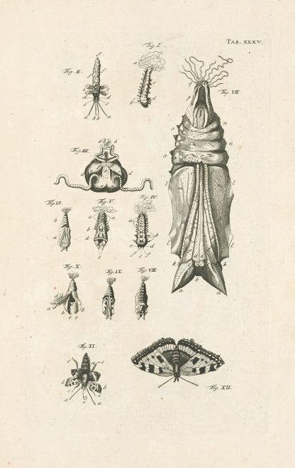 The book of nature, or, The history of insects Pl.35 by Jan Swammerdam