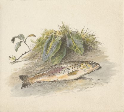 The Burn by Alfred W. Cooper