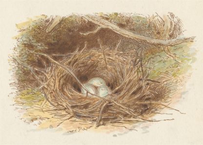 The Deserted Nest by Alfred W. Cooper