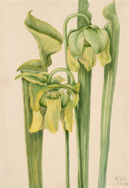 Trumpetleaf by Mary Vaux Walcott