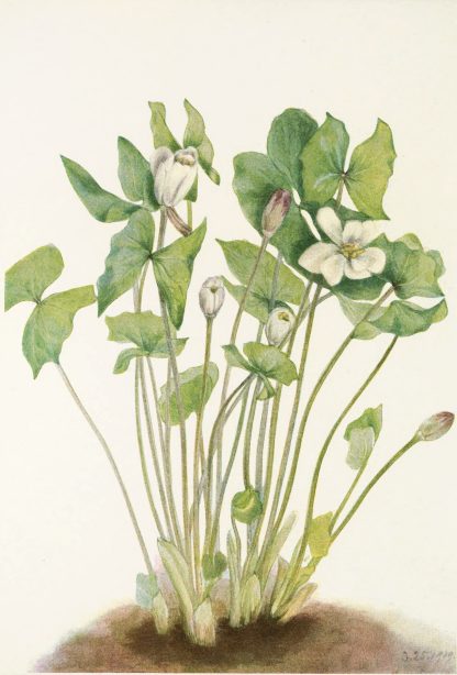 Twinleaf. by Mary Vaux Walcott