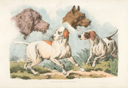 Two dogs and two dog heads by Henry Thomas Alken