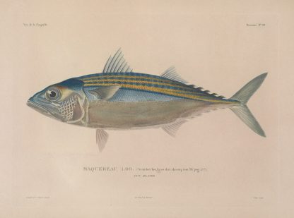 Voyage autour du monde Pl.040 by Louis-Isidore Duperrey