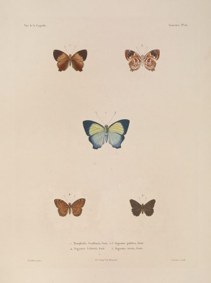Voyage autour du monde Pl.082 by Louis-Isidore Duperrey