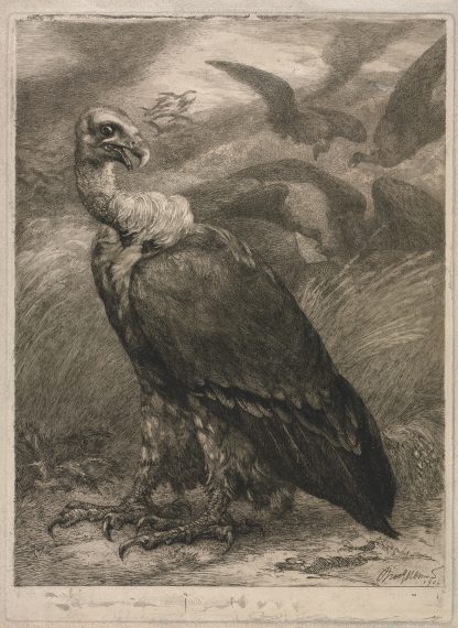 Vulture by Félix Bracquemond