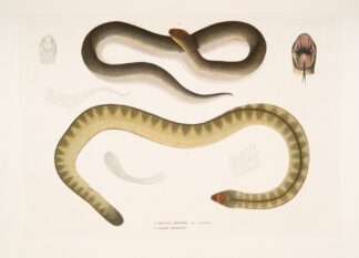 1. Penang Hypserina, Hypserina Hardwickii; 2. Hardwicke’s Short Sea Snake, Lapemis Hardwickii. by John Edward Gray