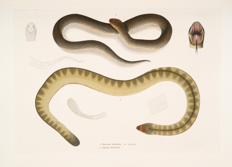1. Penang Hypserina, Hypserina Hardwickii; 2. Hardwicke’s Short Sea Snake, Lapemis Hardwickii. by John Edward Gray