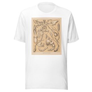 The cave fauna of North America Pl 04 by Alpheus Spring Packard T-Shirt