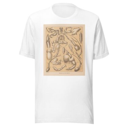 The cave fauna of North America Pl 04 by Alpheus Spring Packard T-Shirt