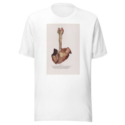 Plate XX by Milton C. Winternitz T-Shirt