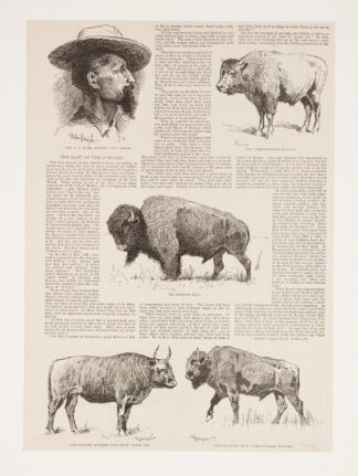 6 drawings of American buffalo and portrait of Ho.N.C.J. Jones, Garden City, Kansas by Frederic Remington