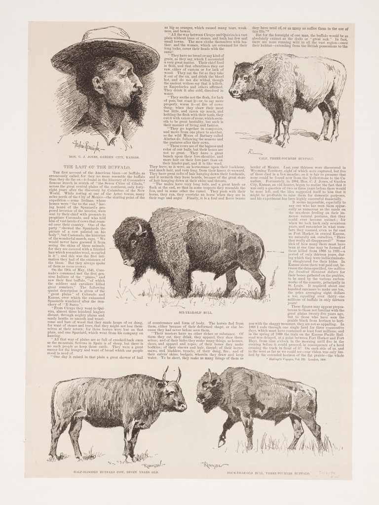 6 drawings of American buffalo and portrait of Ho.N.C.J. Jones, Garden City, Kansas by Frederic Remington