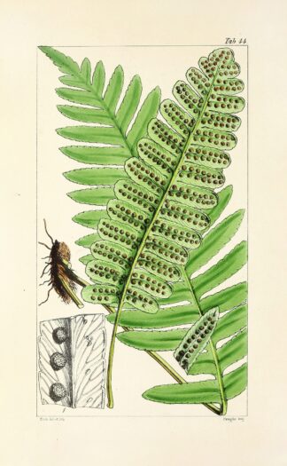 A century of ferns Pl.42 by William Jackson Hooker