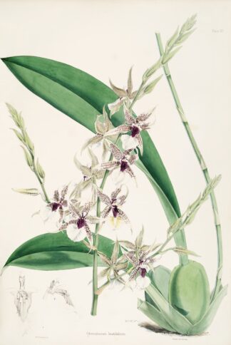 A monograph of Odontoglossum Pl.06 by James Bateman